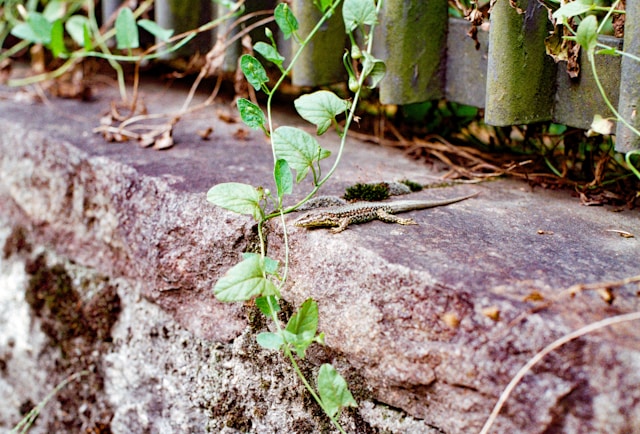 Reforestation Project
